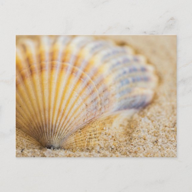 Süßer Seashell Postkarte (Vorderseite)