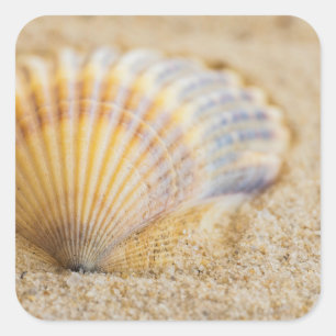 Süßer Seashell Quadratischer Aufkleber