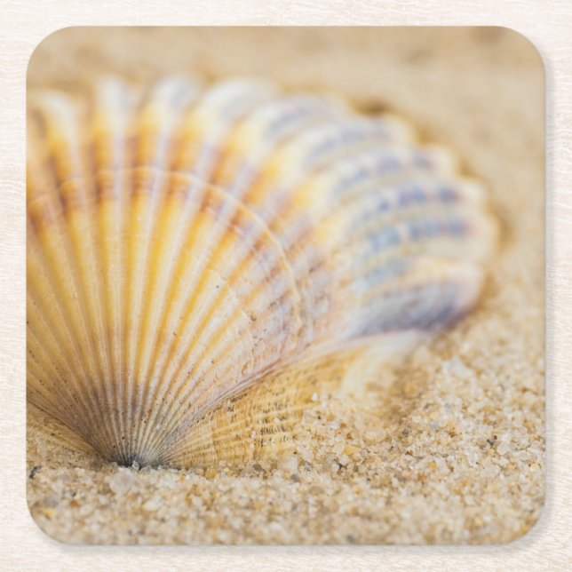 Süßer Seashell Rechteckiger Pappuntersetzer (Vorderseite)