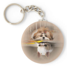 Süßer Shih Tzu und Chihuahua