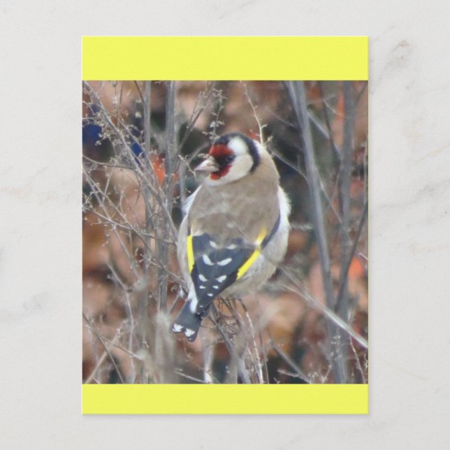 Süßer Stieglitz DIY Postkarte (Vorderseite)