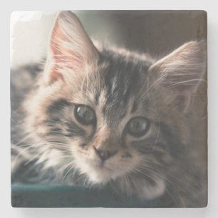 Süßer Tabby Steinuntersetzer