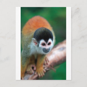 Süßer Totenkopfäffchen Panama tropischer Regenwald Postkarte