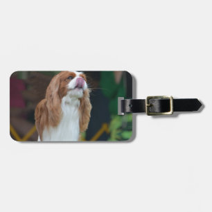 Süßer unbekümmerter Königcharles Spaniel Gepäckanhänger