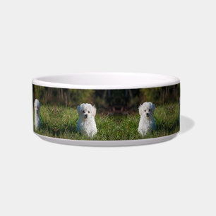 Süßer weißer Welpe Napf