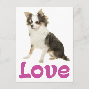 Süßer Welpe Hund Liebe Langhaar Chihuahua Postkarte