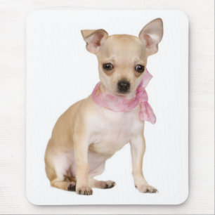 Süßer Welpen-Hund Liebhaber Lustiger Chihuahua-Mau Mousepad