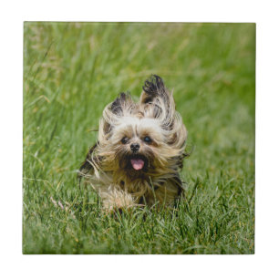 Süßer Yorkshire Terrier läuft durch Gras Fliese