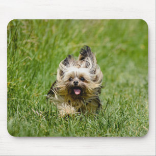 Süßer Yorkshire Terrier läuft durch Gras Mousepad