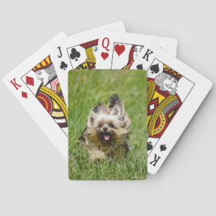 Süßer Yorkshire Terrier läuft durch Gras Spielkarten
