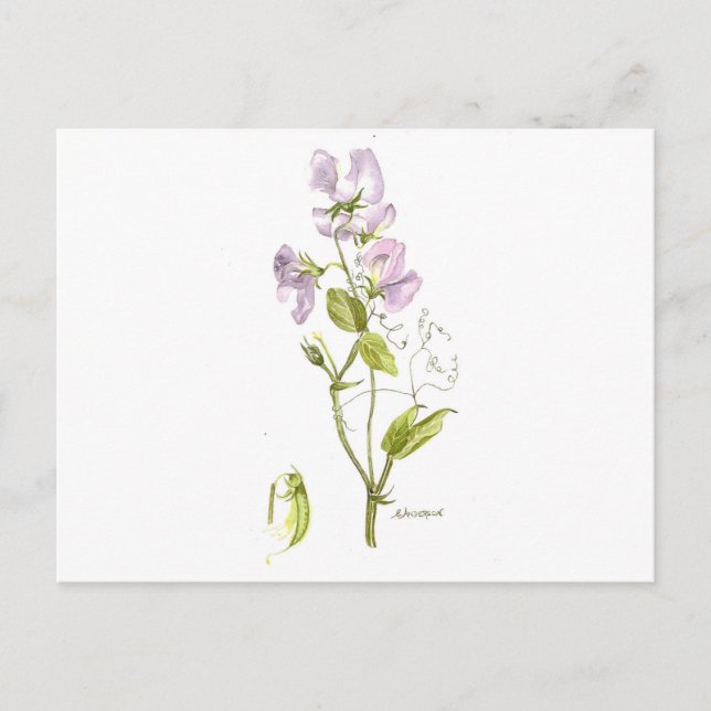 Süßerbse Postkarte (Vorderseite)
