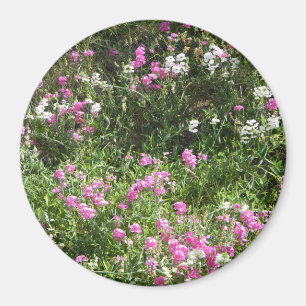 Süßerbsen im Frühling... Magnet