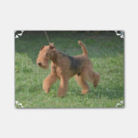 Süßes Airdale Terrier
