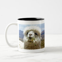 Süsses Alpaca