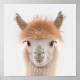 Süßes Baby-Llama-Porträt (Alpaka)   1:1 Poster
