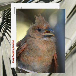 Süßes Baby-Vogel-Kardinal-Wildlife-Foto Postkarte