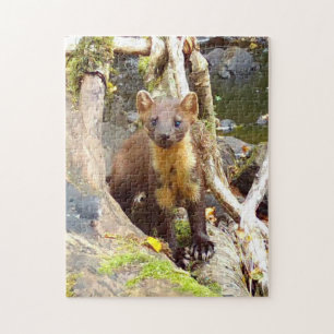 Süßes Baummarder auf einem Baumstamm Wald-Wildtier