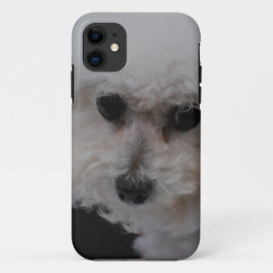 Süßes Bichon Frise title_seo2