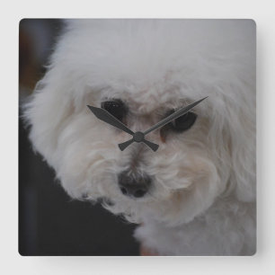 Süßes Bichon Frise Quadratische Wanduhr