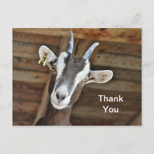 Süßes braunes und weißes Ziegenfoto Danke Postkarte
