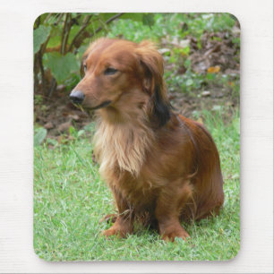 Süßes Doxin Wiener Welpen Hund Liebhaber Geschenk Mousepad