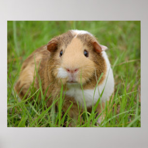 Süßes dreifarbiges Meerschweinchen auf grünem Gras Poster