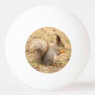 Süßes Eichhörnchen isst ein Nuss-Foto Tischtennisball