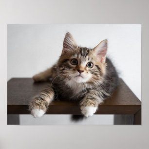 Süßes, flauschiges Tabby-Kätzchen mit weißen Pfote Poster