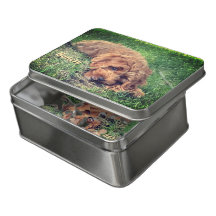 Süßes Golden Doodle Puzzle mit Blechdose