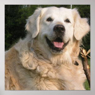 Süßes golden retriever-Plakat Poster