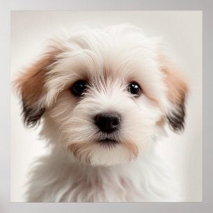 Süßes Havanese-Welpen-Hund-Porträtposter (1) Poster