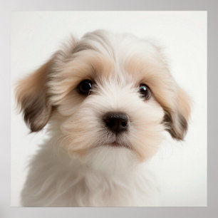 Süßes Havanese-Welpen-Hundporträtposter (2) Poster