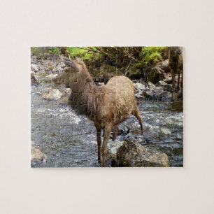 Süßes Junges Reh an einem Fluss Szene Wald Wildtie