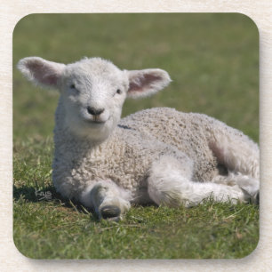 Süßes Lamm-Set mit 6 Untersetzern Getränkeuntersetzer
