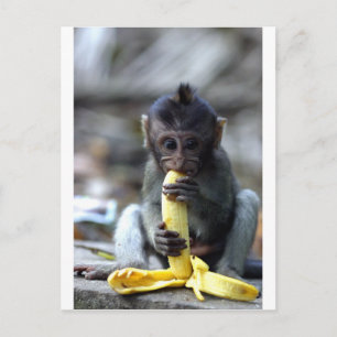Süßes Makakenbaby frisst Banane Postkarte