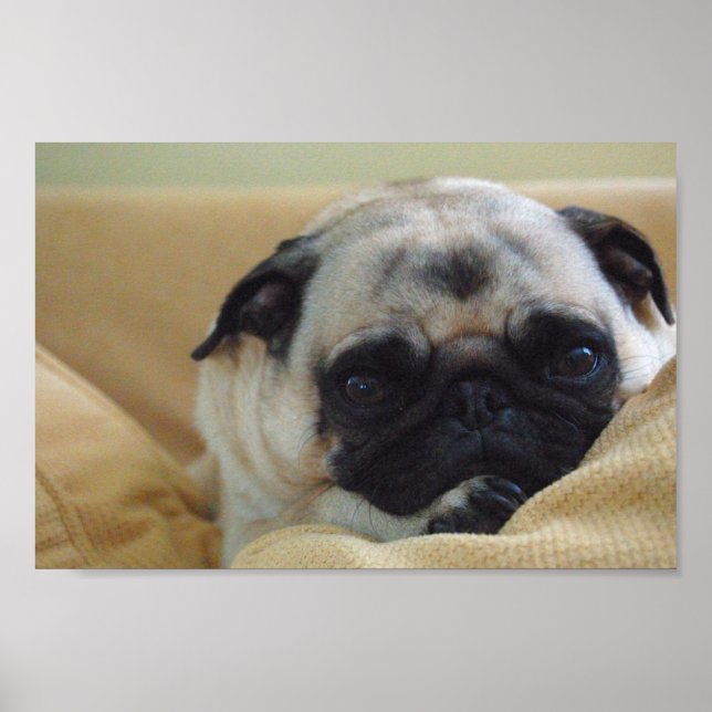 Süßes Mops Poster (Vorne)