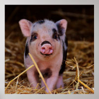 Süßes Niedliches Schwein