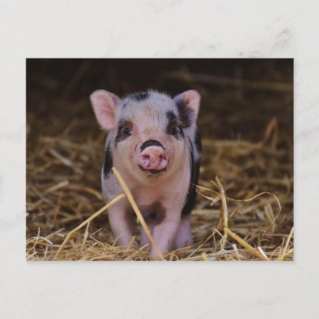 Süßes Niedliches Schwein Postkarte (Vorderseite)