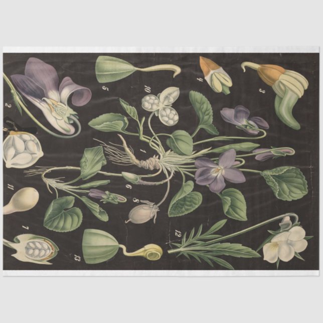 Süßes Pea-Dekoupage-Papier Seidenpapier (Vorderseite)