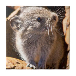 Süßes Pika-Foto für Ihre Küche Fliese