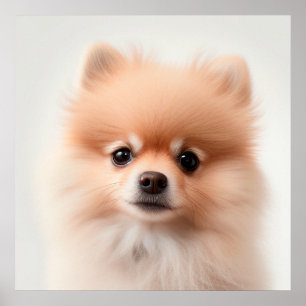 Süßes Pomeranian-Welpen-Hund-Porträtposter (2) Poster
