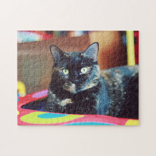 Süßes Schildpattkatzen-Kätzchen-Porträt