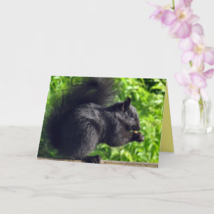 Süßes schwarzes Baby-Eichhörnchen isst Samen Natur Karte