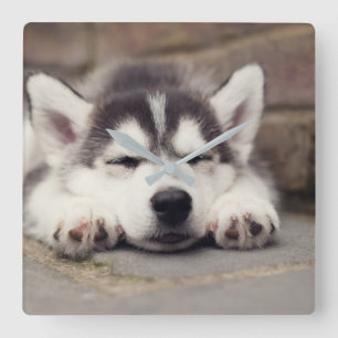 Süßes Sibirisches Husky Welpenschläfchen Quadratische Wanduhr