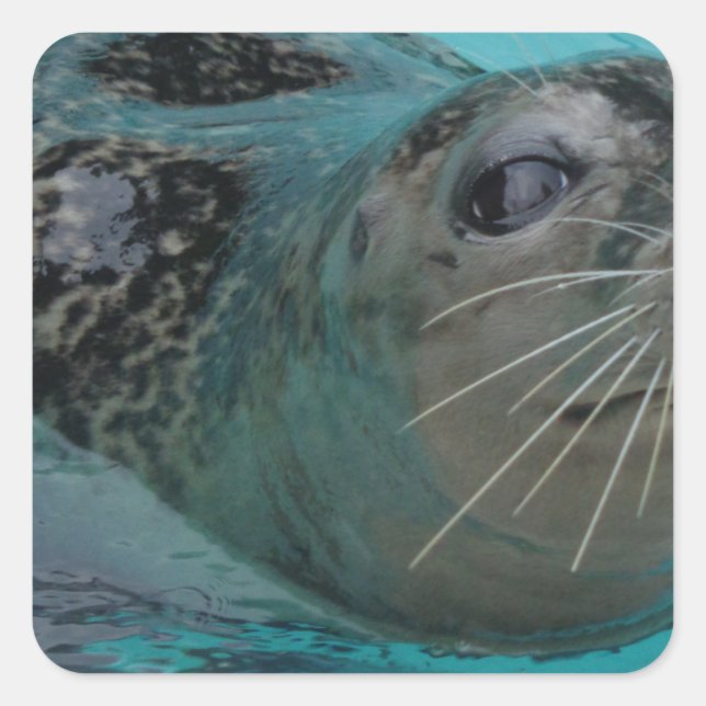 Süßes Siegel Quadratischer Aufkleber (Vorderseite)