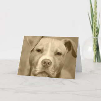 Süßes Staffie stellen Gruß-Karte gegenüber Karte