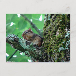 Süßes Streifenhörnchen in Baum Bekleidung und Gesc Postkarte