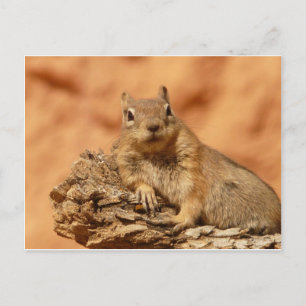Süßes Streifenhörnchen Postkarte