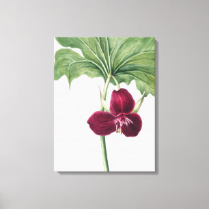 Süßes Trillium Botanische Printwerbung: Naturerfas Leinwanddruck