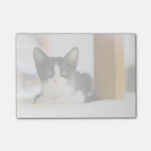 Süßes weißes und schwarzes Kätzchen Post-it Klebezettel